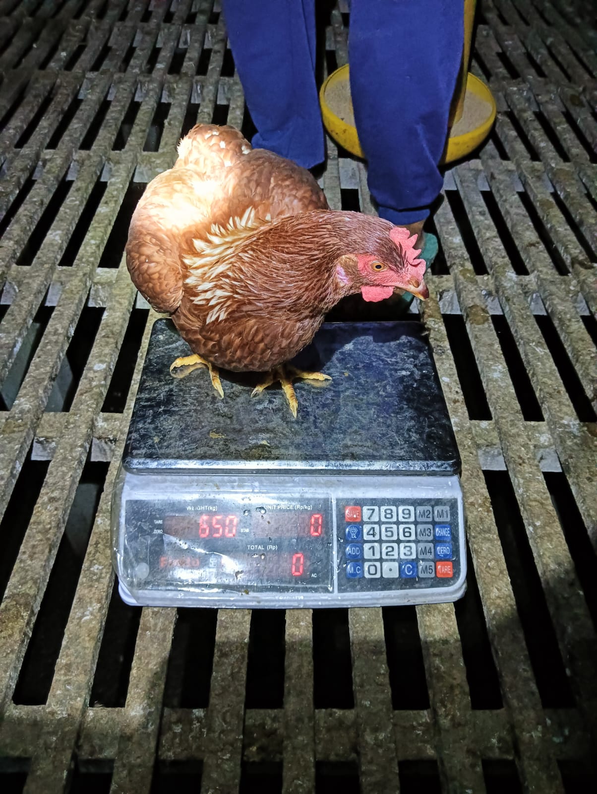 Budidaya Ayam Petelur
